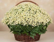 Цветочная композиция из Ромашки в корзине #REPLACE_PRED# Промышленной