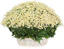 Цветочная композиция из Ромашки в корзине #REPLACE_PRED# Промышленной